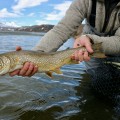 Understanding Daily Fishing Limits in Alaska: What You Need to Know