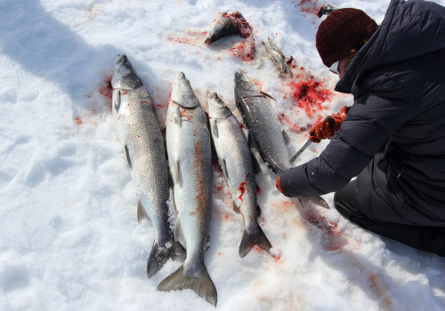 Exploring Alaska's Rich Diversity: Native Fish Species and Fishing Opportunities