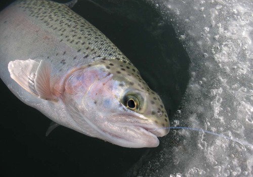 Understanding Ice Fishing Regulations in Alaska: What You Need to Know