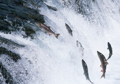 Exploring the Diverse Fish Species of Alaska: A Fisherman's Paradise
