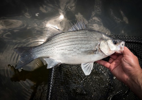 Essential Safety Tips for Fishing in Alaska