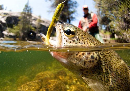 Understanding Bait Regulations for Fishing in Alaska