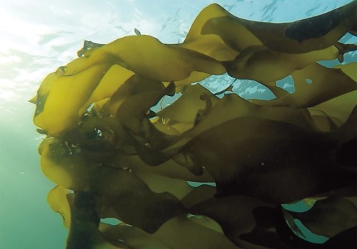 Exploring Alaska's Fish Hatcheries: A Deep Dive into the State's Aquatic Resources